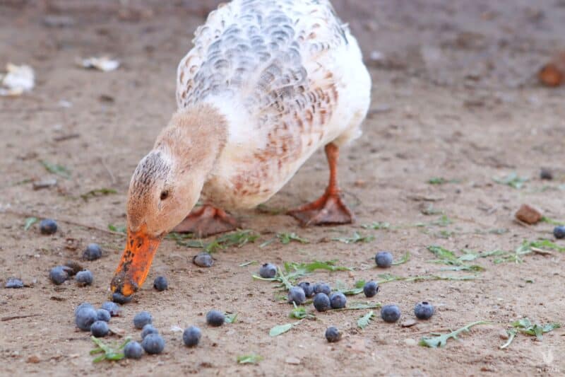 a duck enjoying some blueberries