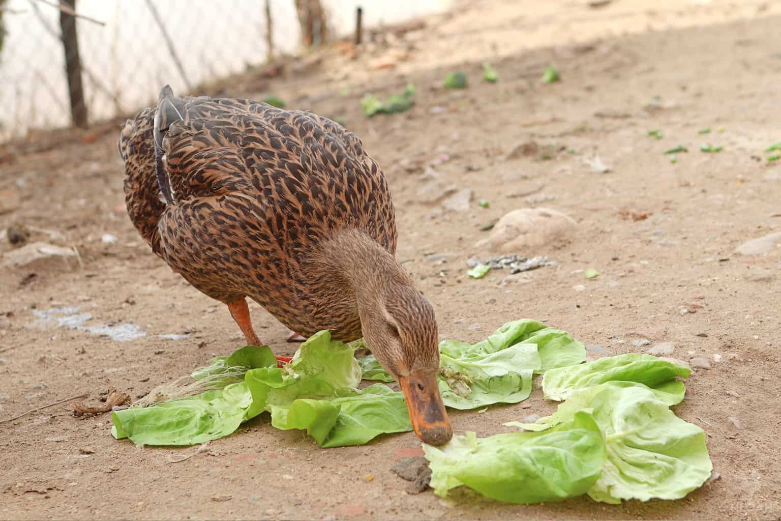 a duck nibbling on some lettuce