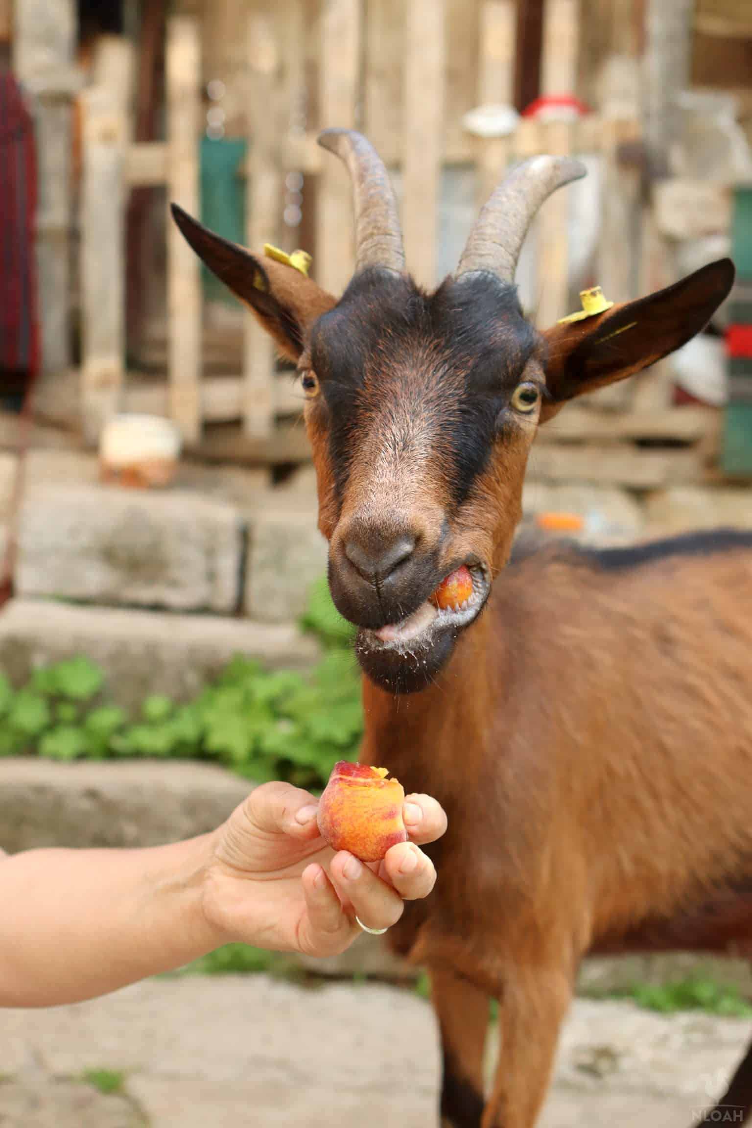 a goat eating a peach