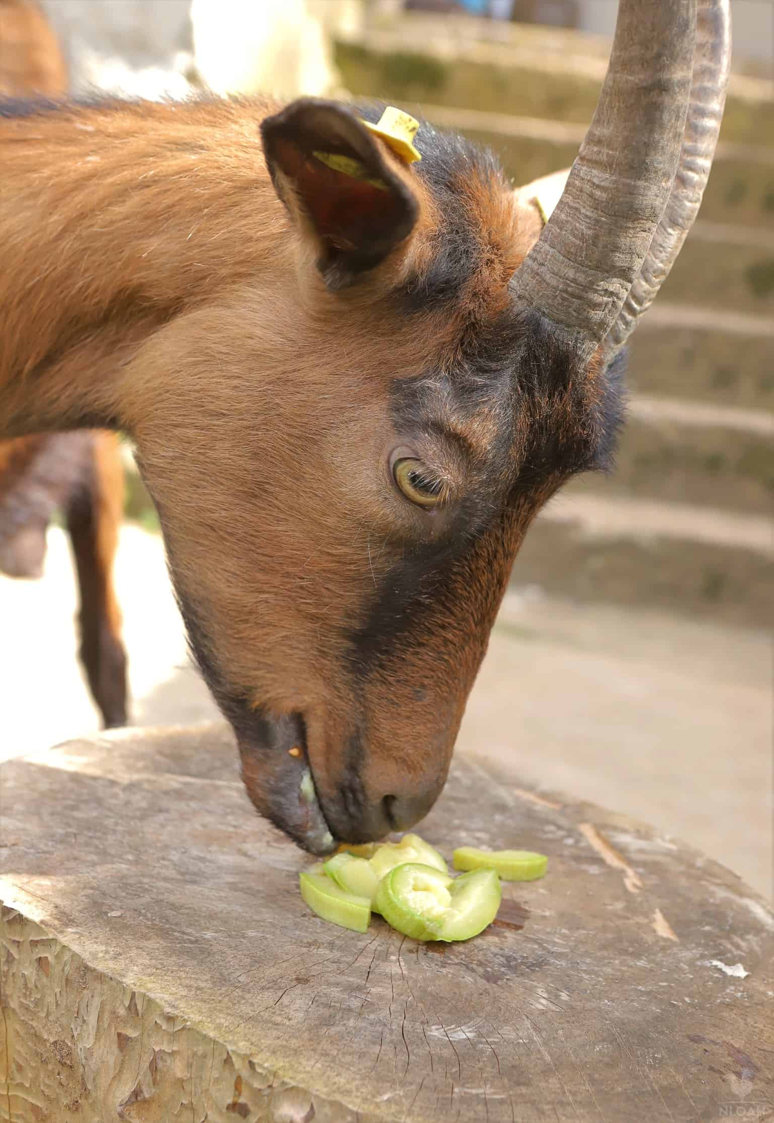 a goat eating cooked squash