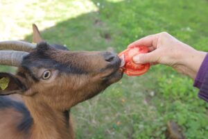a goat trying a tomato
