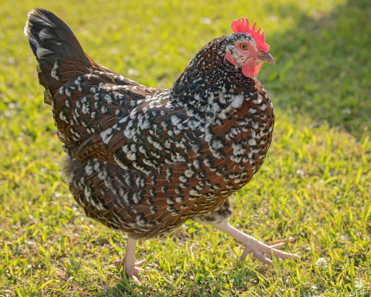 a speckled sussex hen