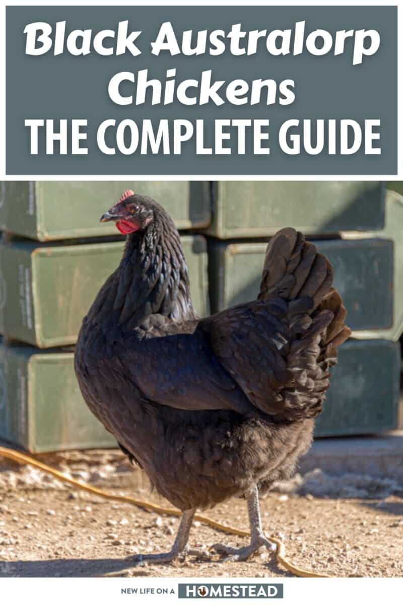 Black Australorp Chickens The Complete Guide
