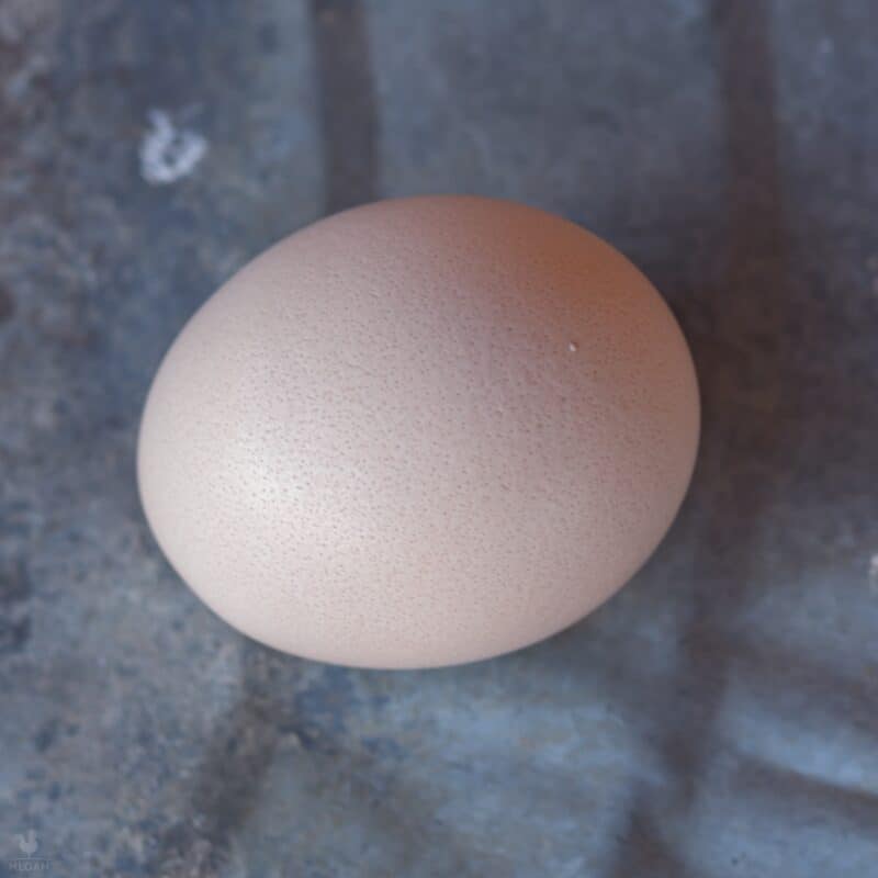 black australorp egg