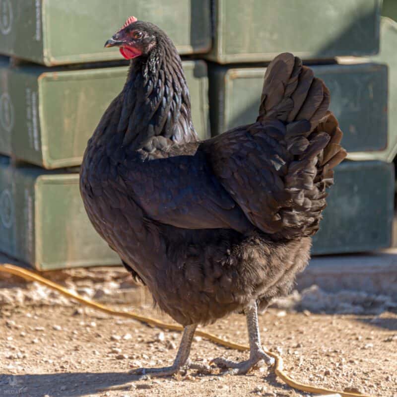 black australorp hen