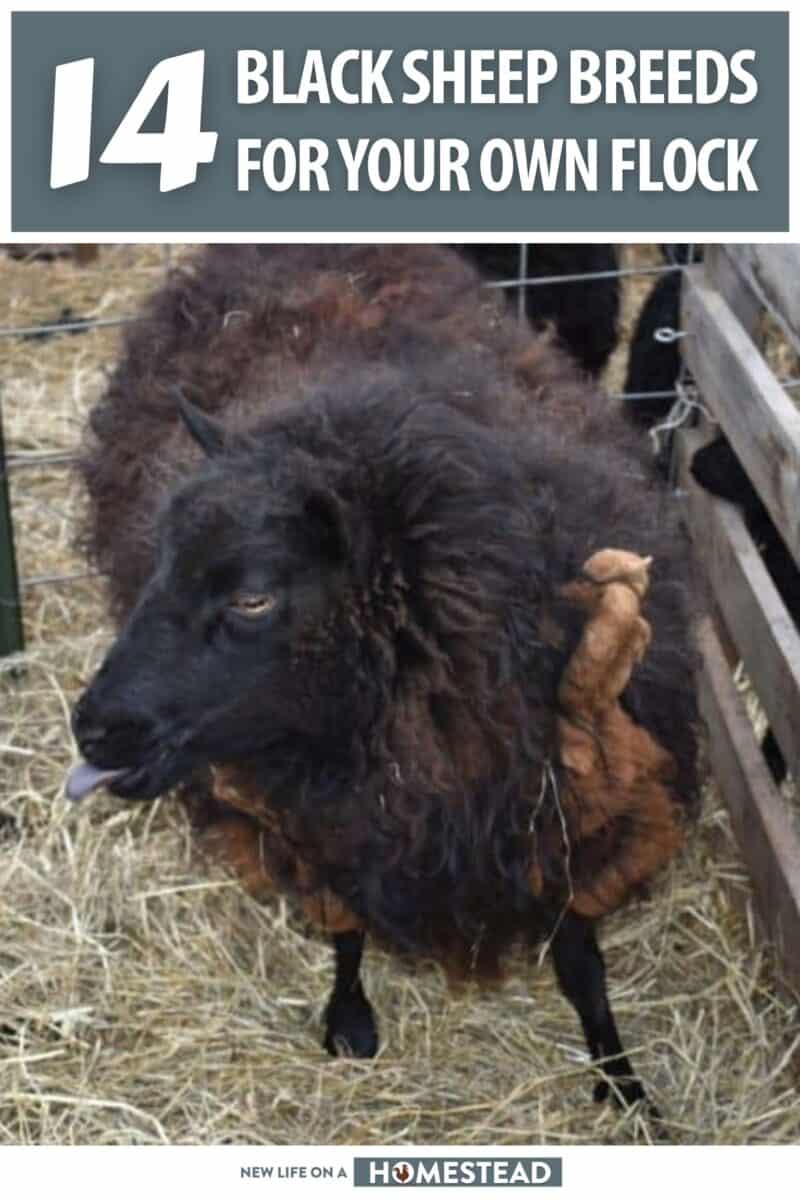 black sheep breeds pinterest