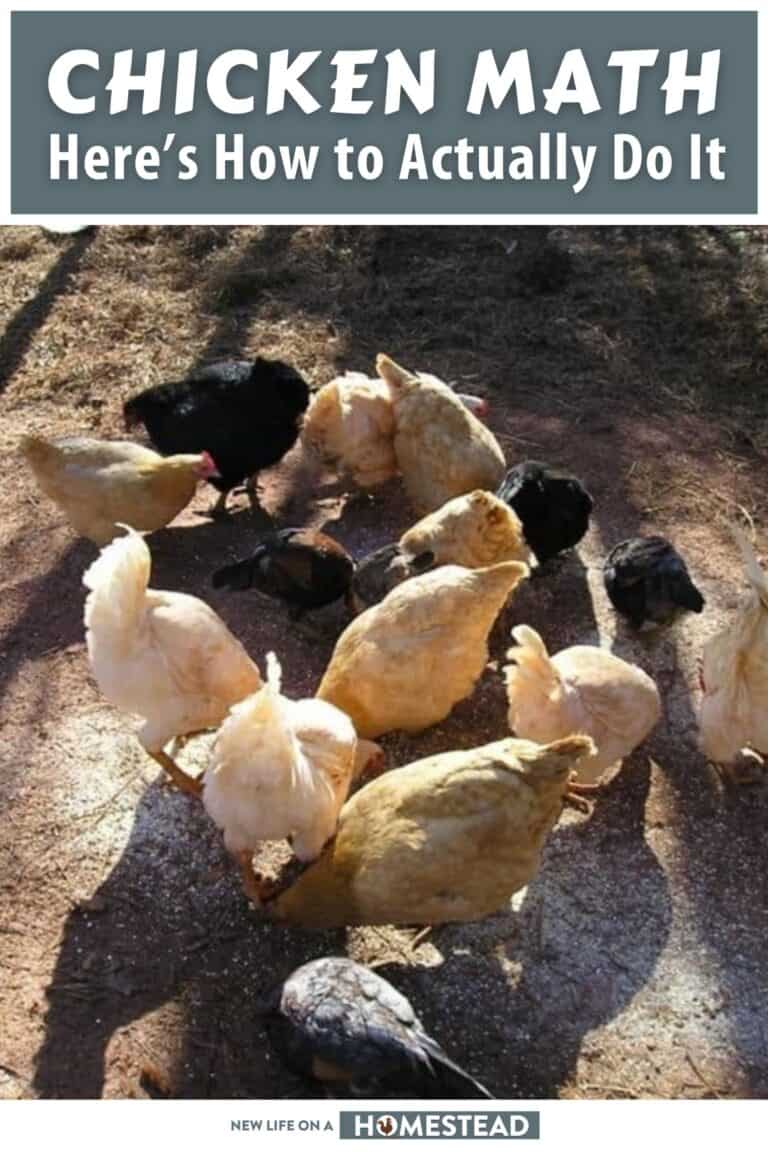 Chicken Math: Here’s How to Actually Do It