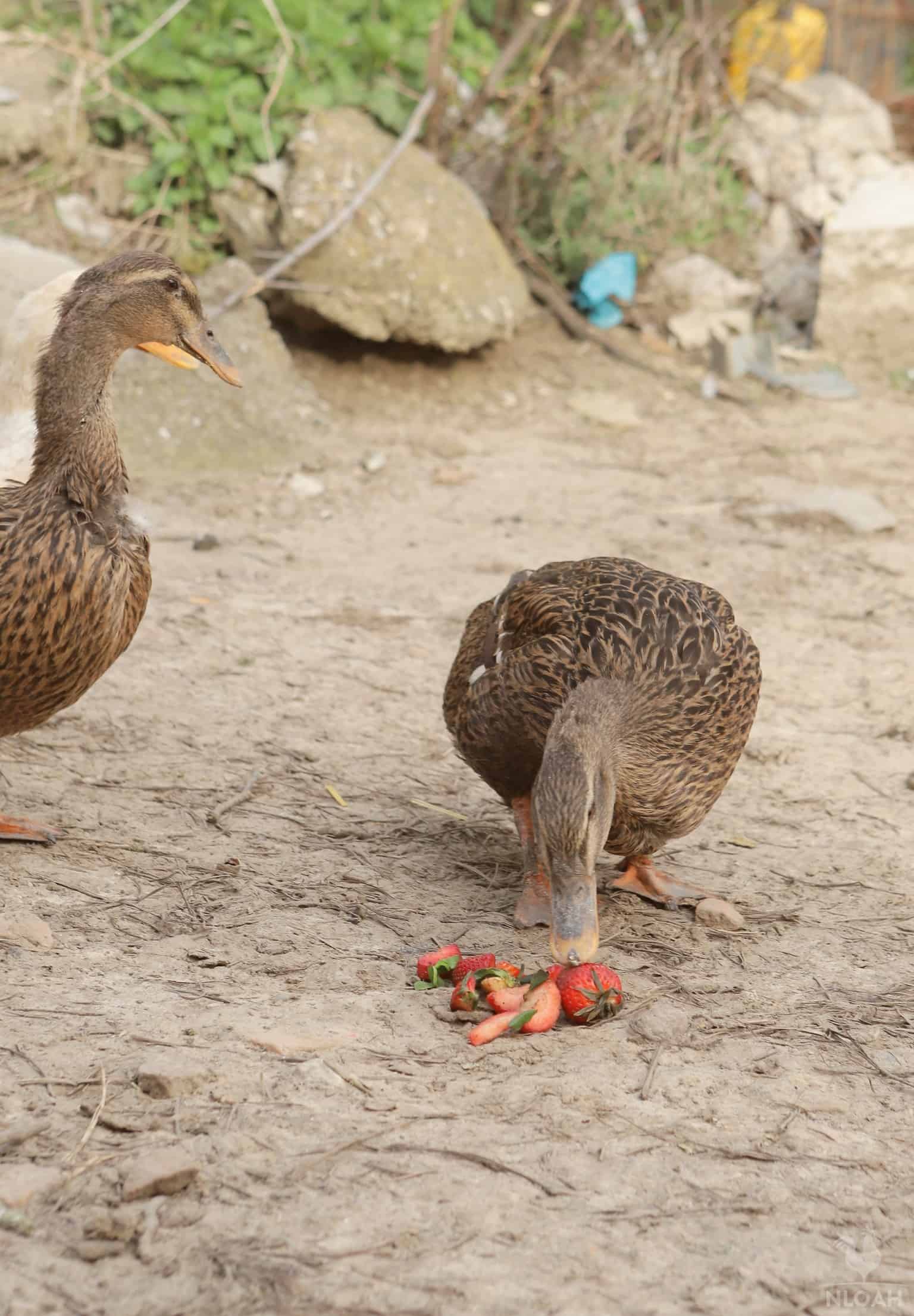ducks eating strawberries