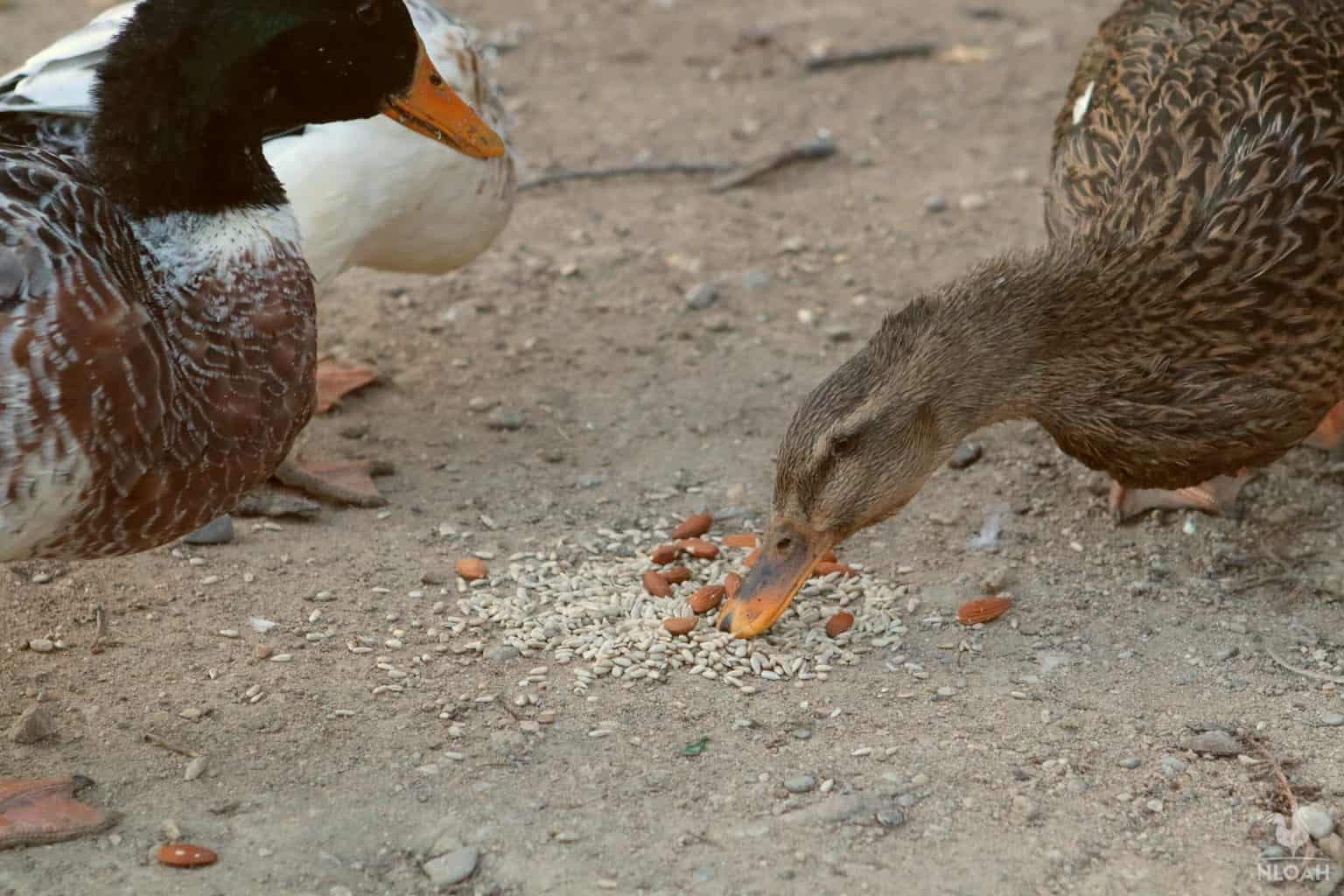 ducks eating sunflower seeds and almond