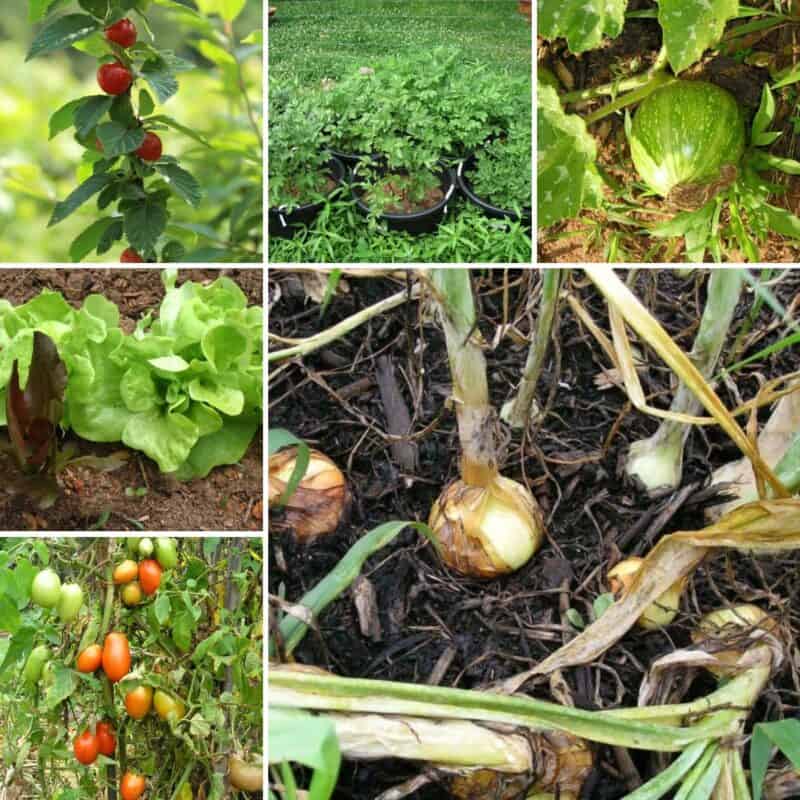 fruits veggies herbs collage