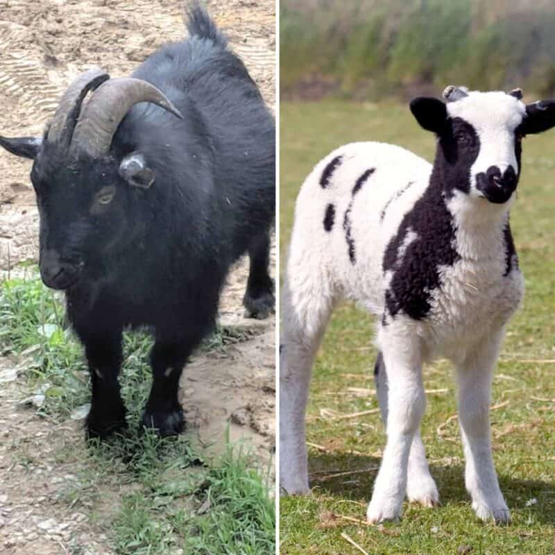 goat vs lamb collage