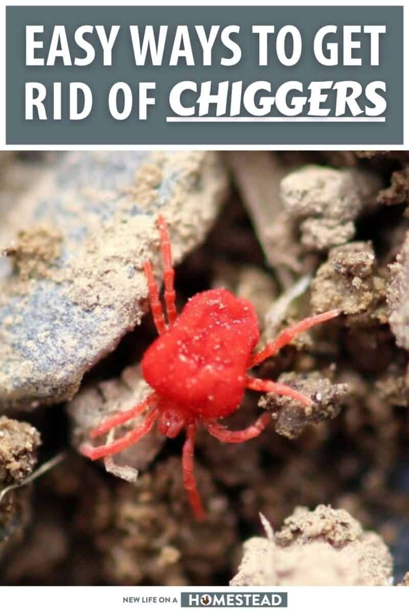 how to get rid of chiggers pinterest
