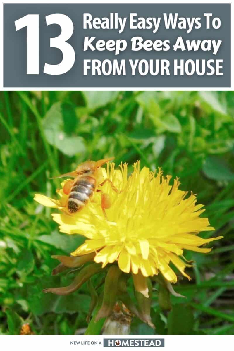 keeping bees away from your house pinterest