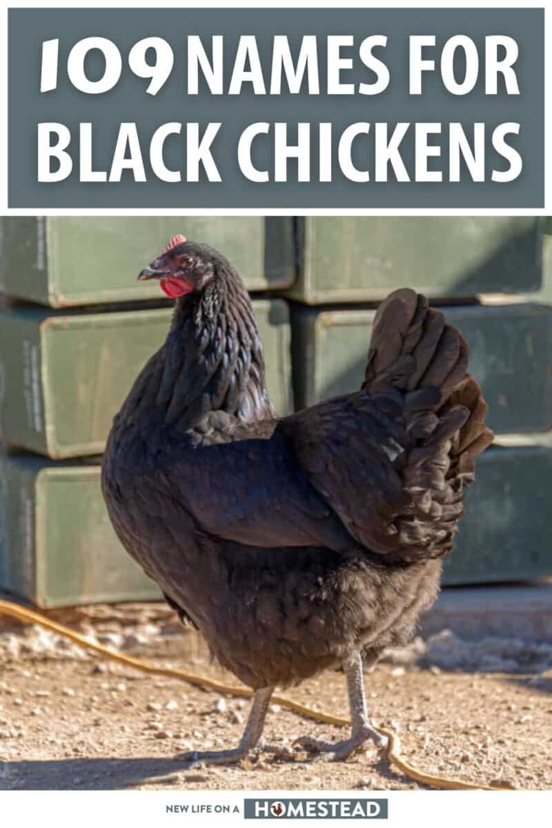 names for black chickens pinterest