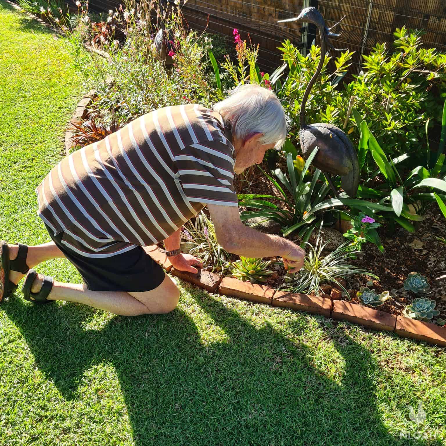 old man bent over to take care of garden flowers
