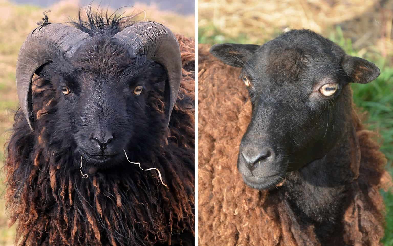 ram vs sheep collage