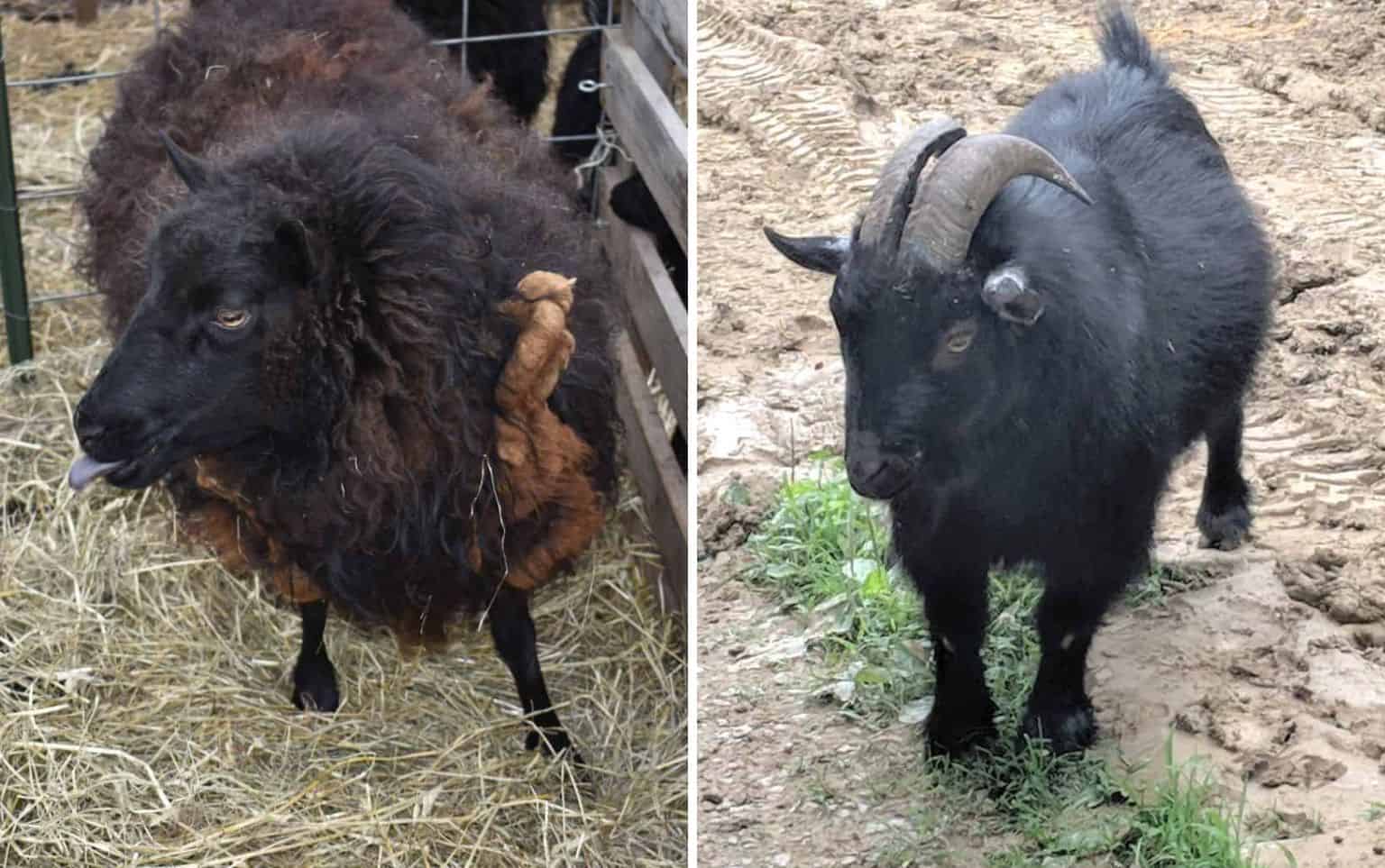 sheep (left) vs goat (right)