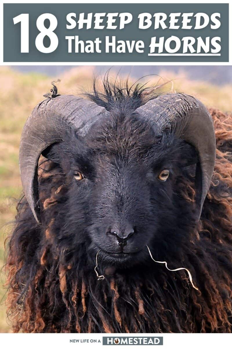 sheep breeds that have horns pinterest
