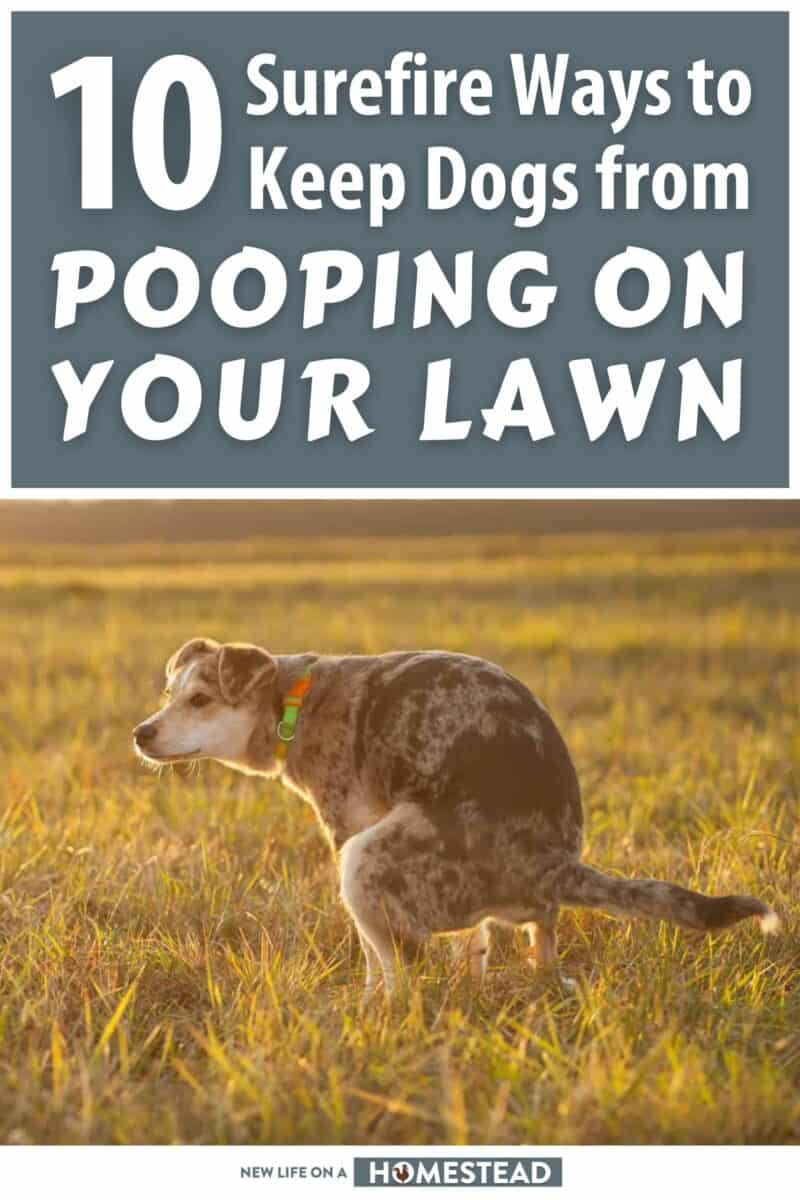 stop dogs pooping on lawn pinterest