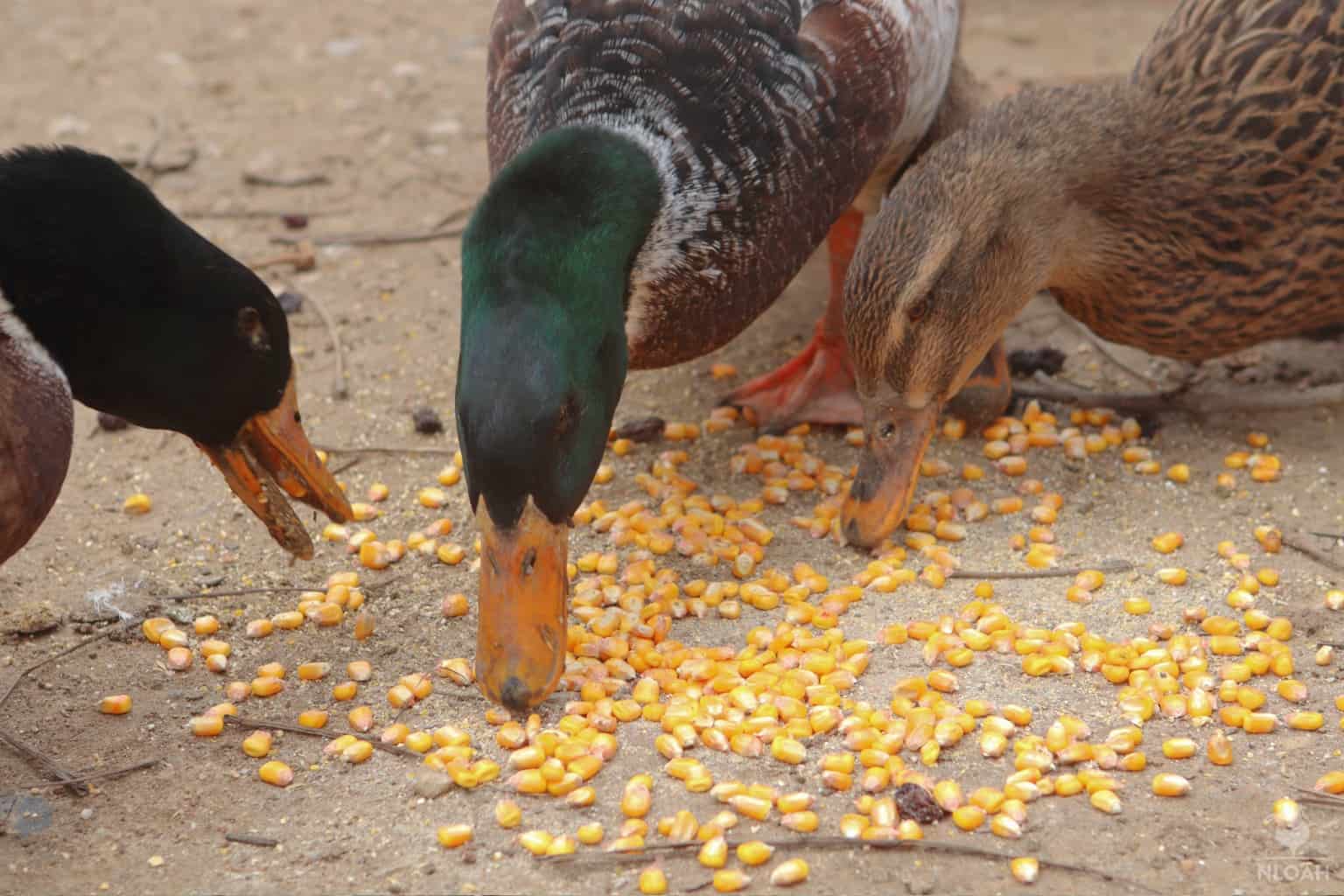 three ducks eating some corn