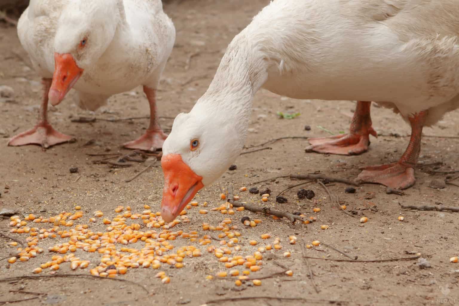 two geese eating some corn