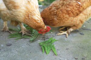 two hens eating ferns