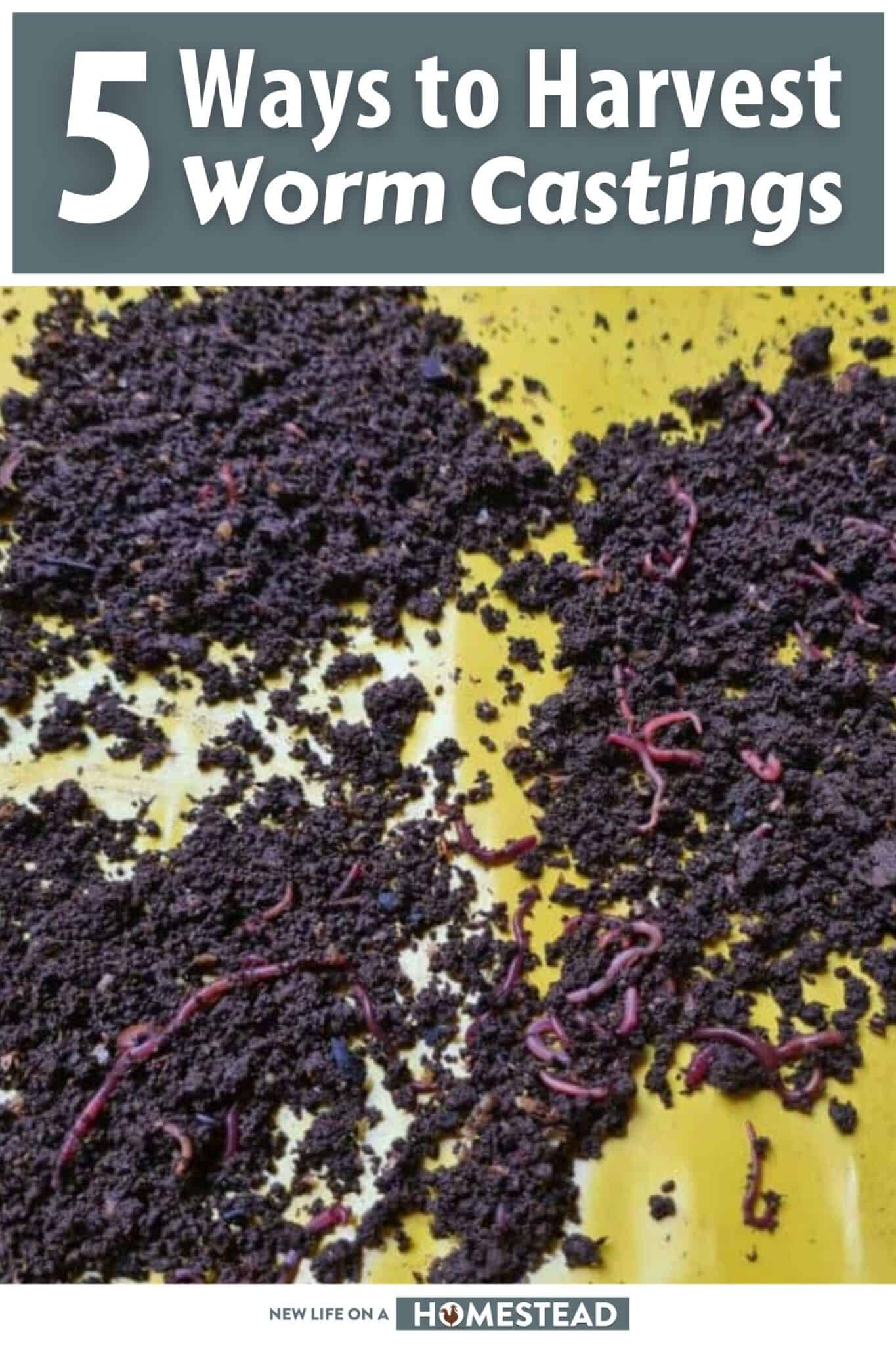 5 Ways to Harvest Worm Castings the EasyPeasy