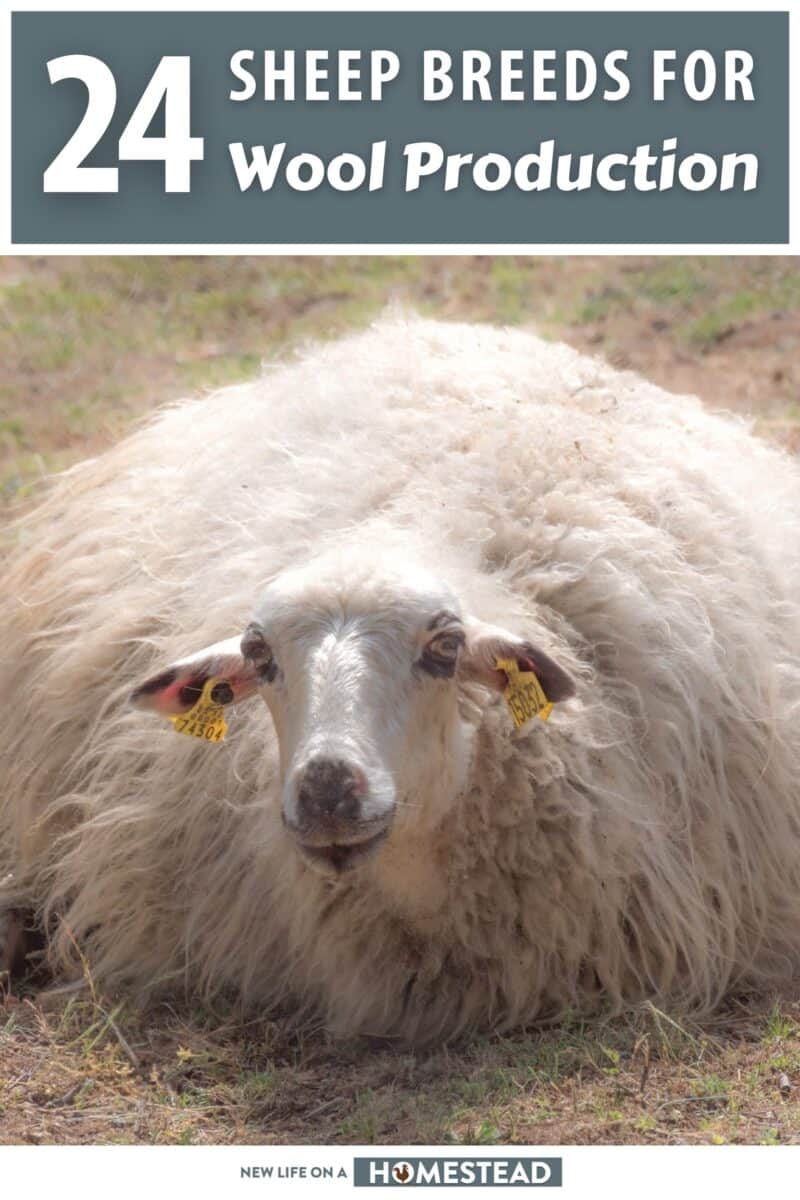 wool sheep breeds pinterest