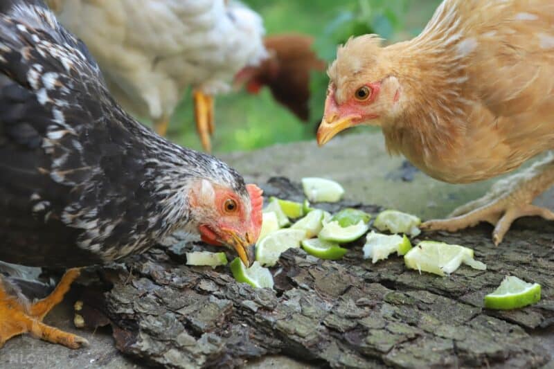 young chickens eating sliced lime