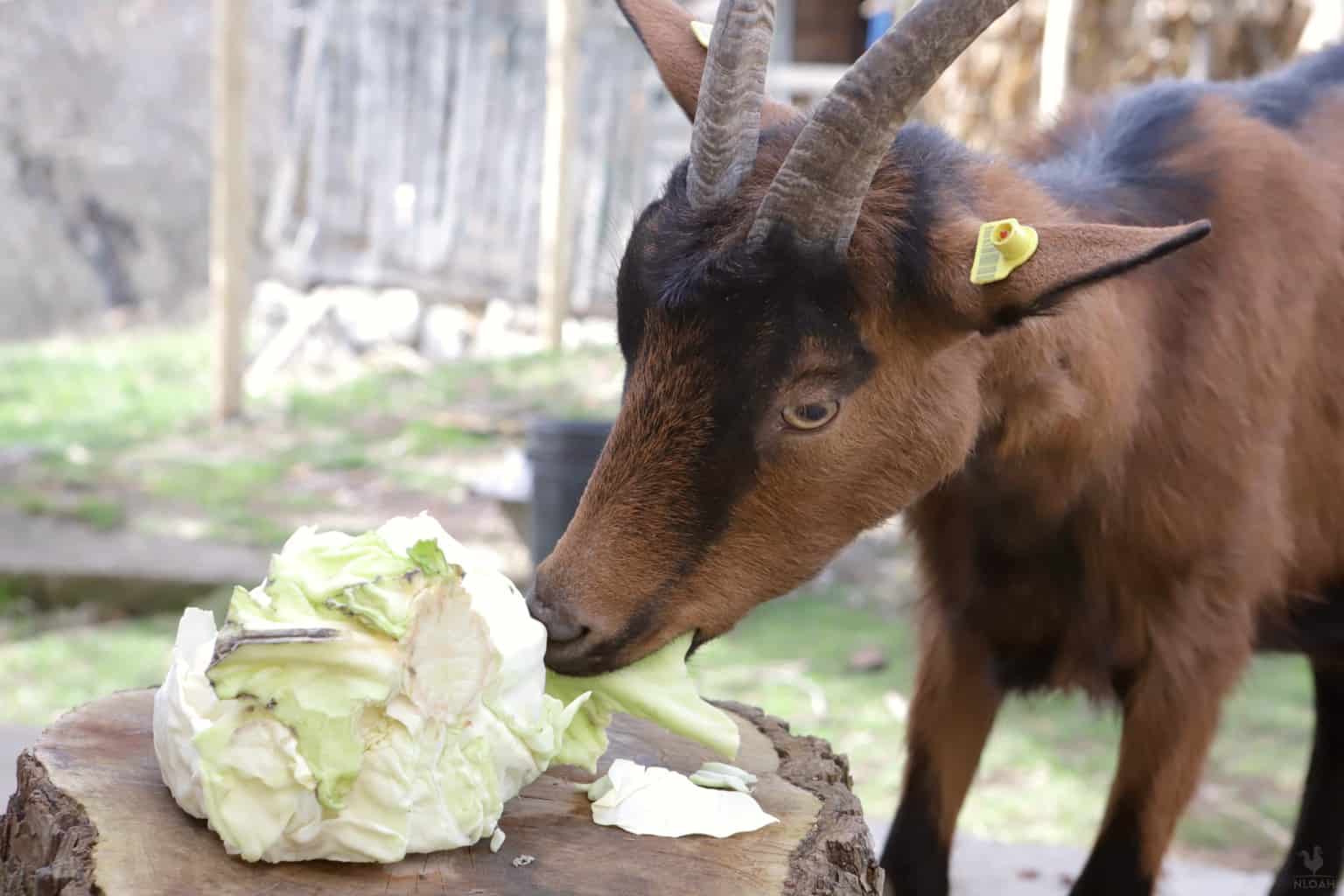 a goat eating a cabbage head