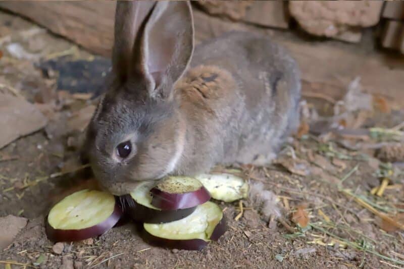 a grey rabbit eating sliced eggplant