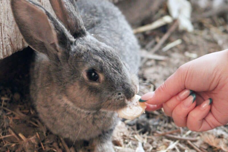 a rabbit eating a banana slice