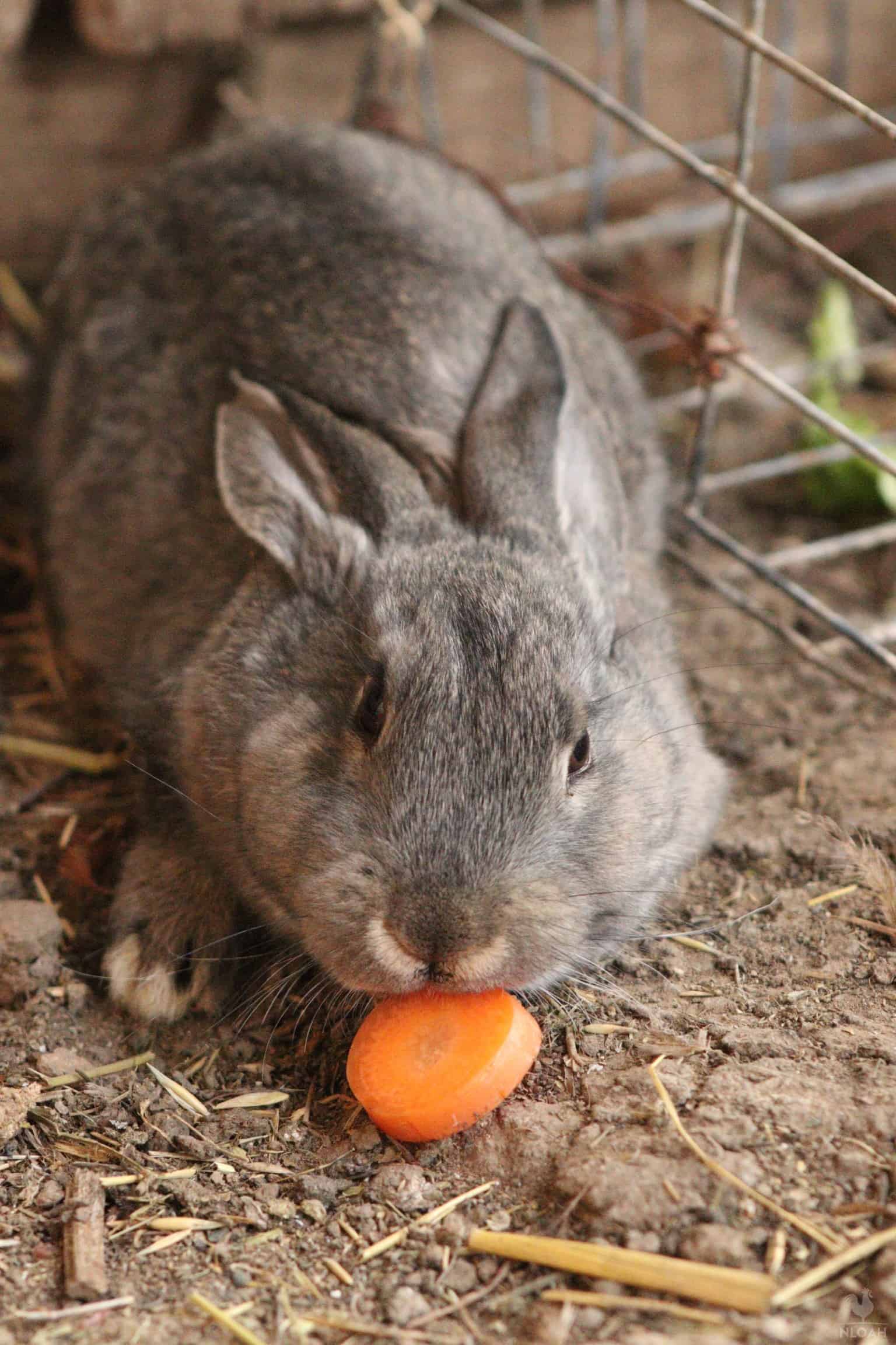 a rabbit eating a slice of carrot