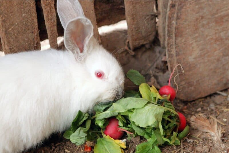 a rabbit eating some radishes