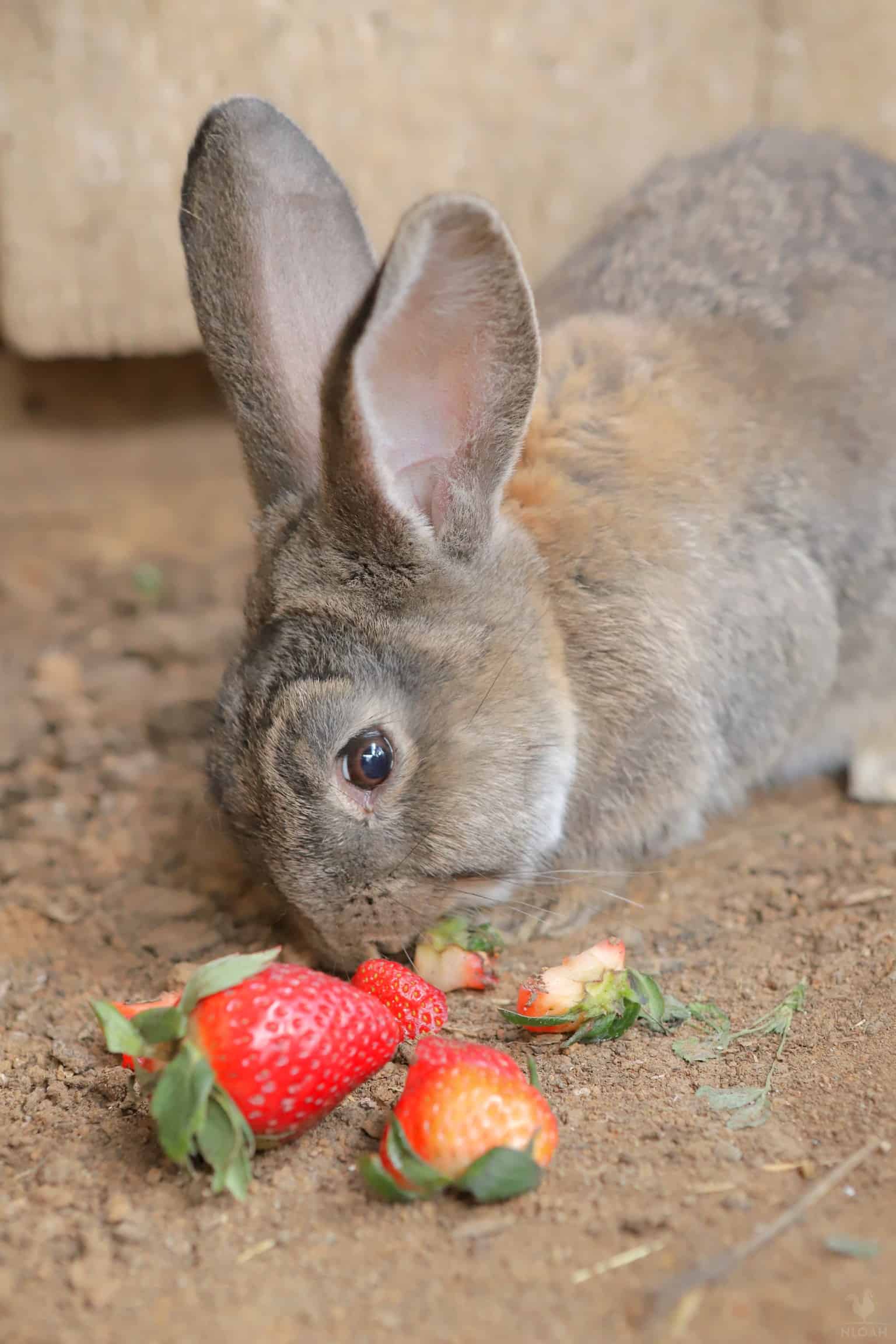 a rabbit eating strawberries