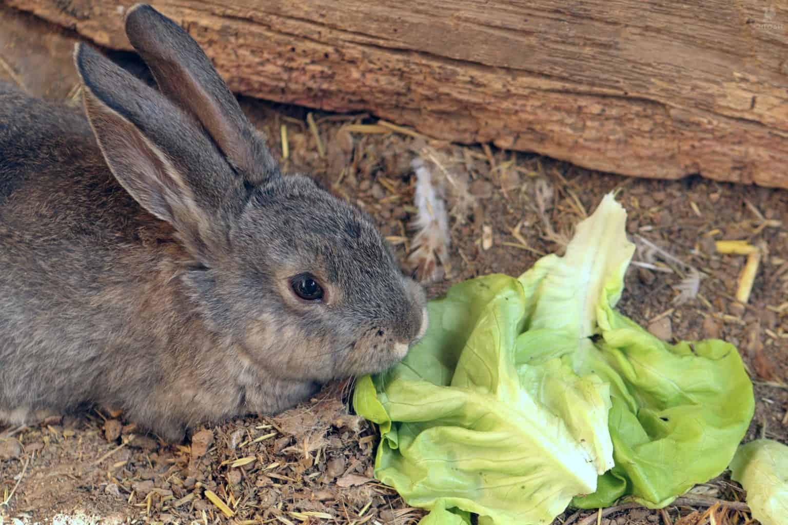 a rabbit nibbling on some lettuce