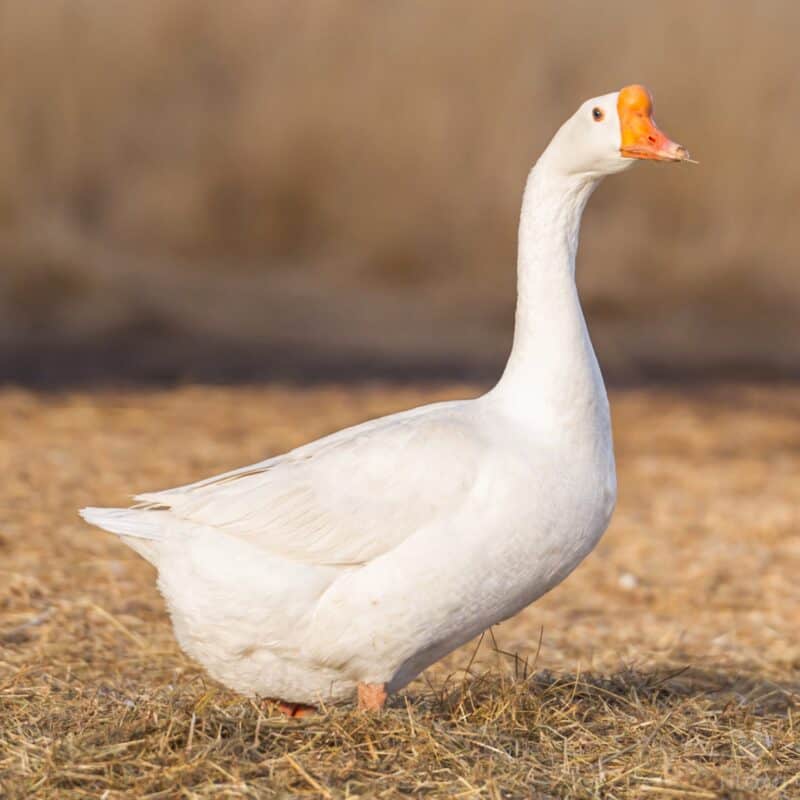 a white Chinese goose