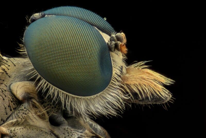 bee eyes closeup