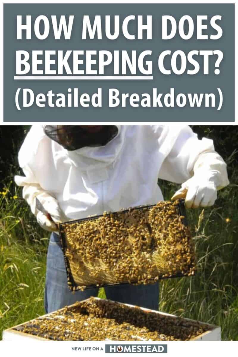 beekeeping costs pinterest