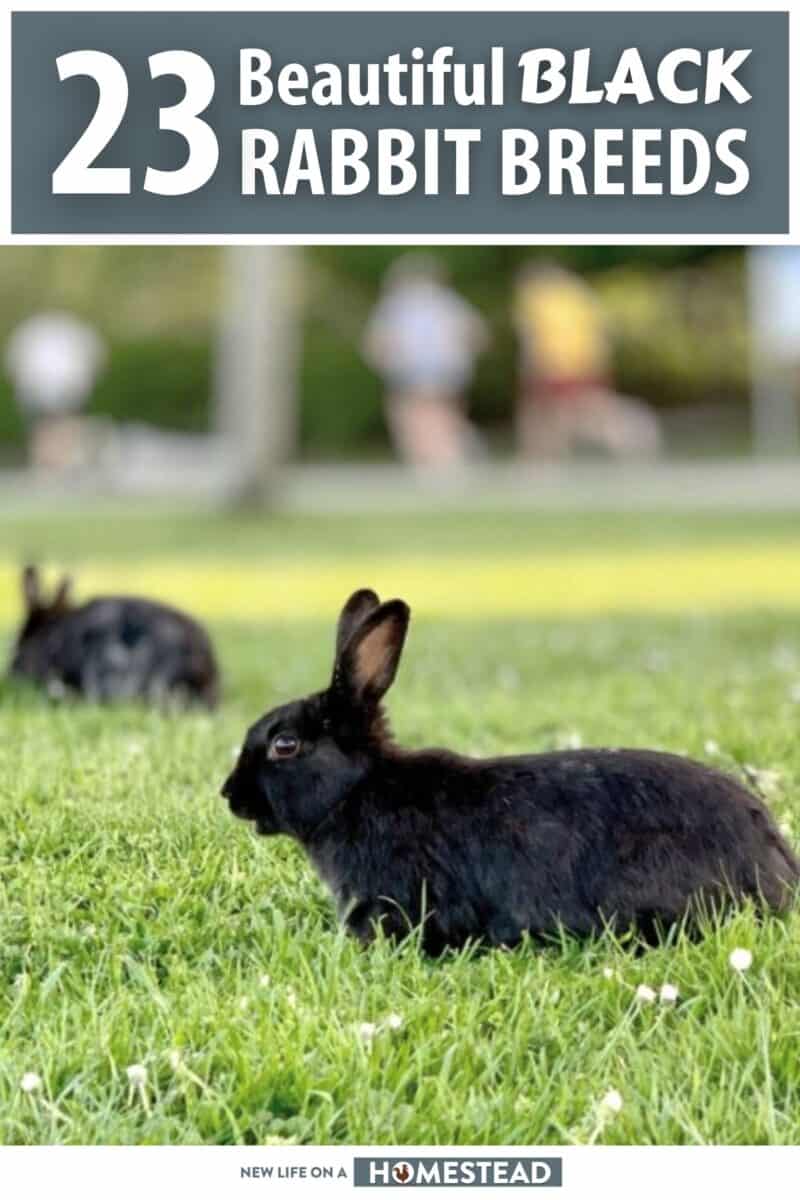 black rabbit breeds pinterest