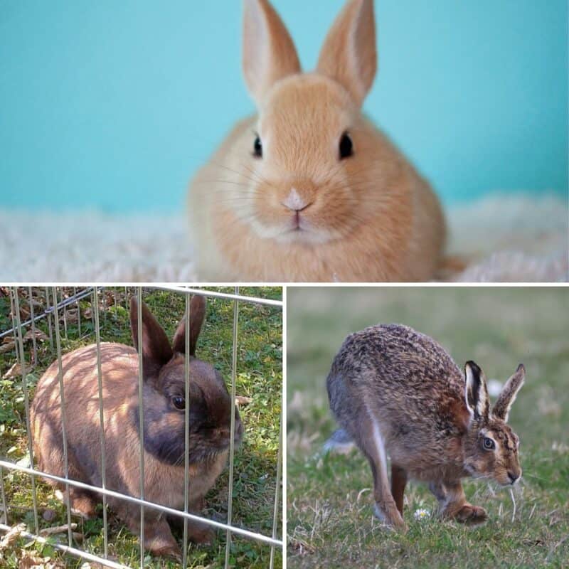 bunny vs rabbit vs hare collage
