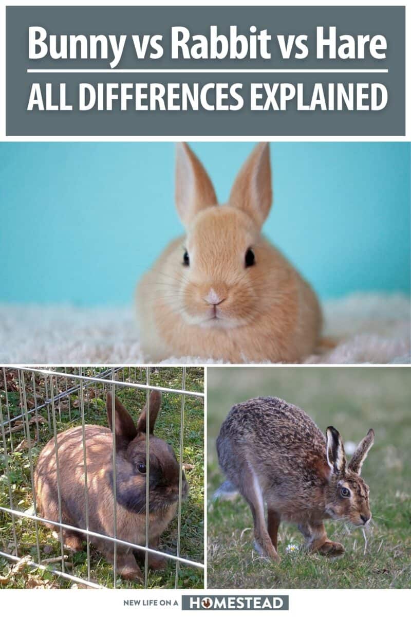 bunny vs rabbit vs hare pinterest