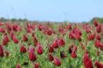 crimson clover