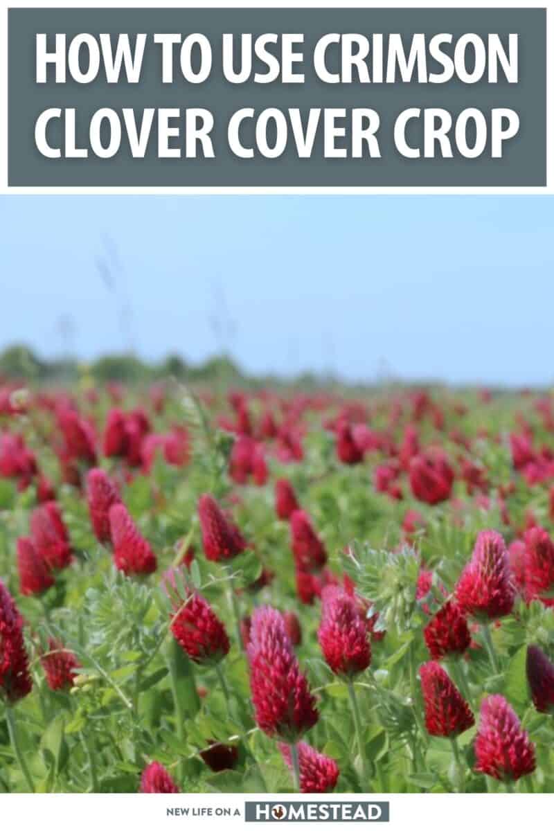 crimson clover cover crop pinterest