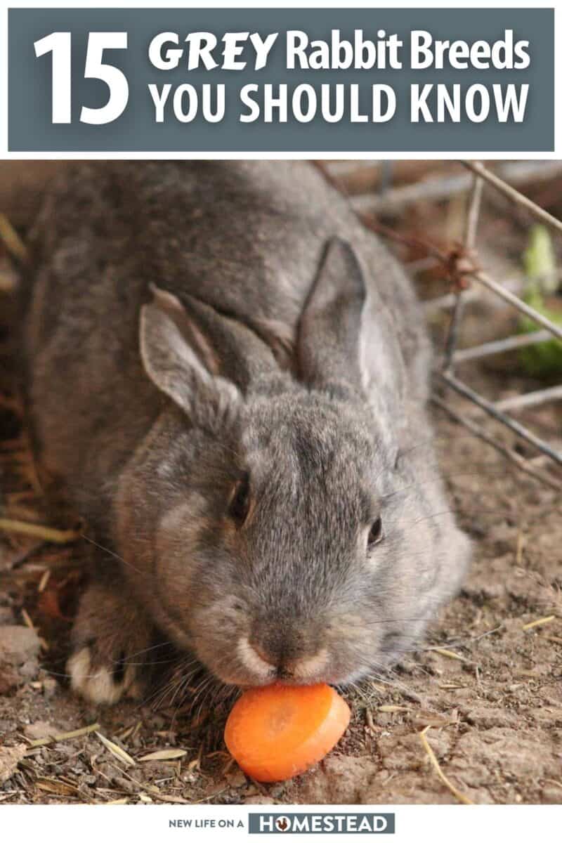 grey rabbit breeds pinterest