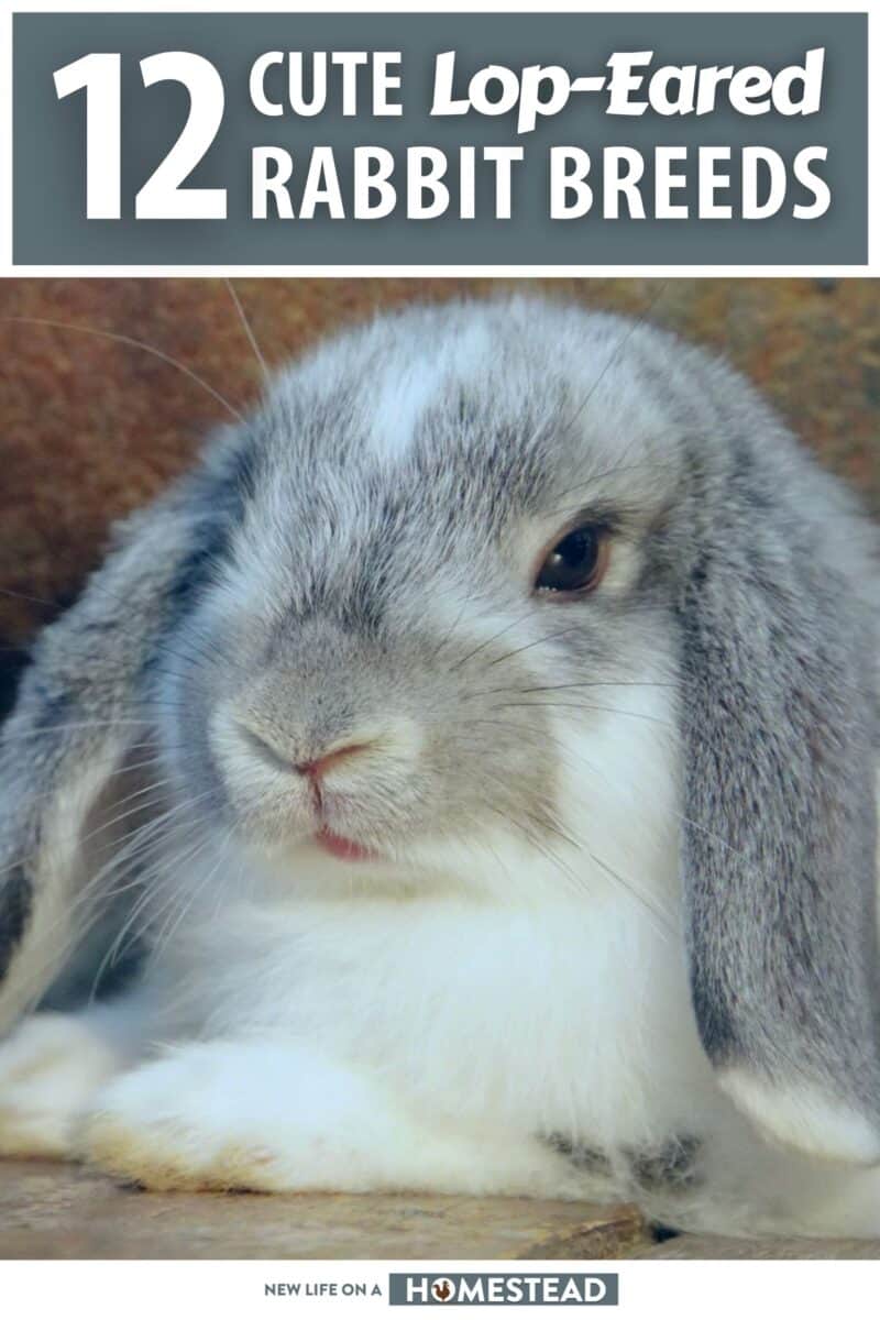 lop eared rabbit breeds pinterest