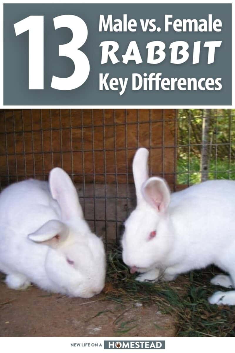 male vs female rabbit differences pinterest