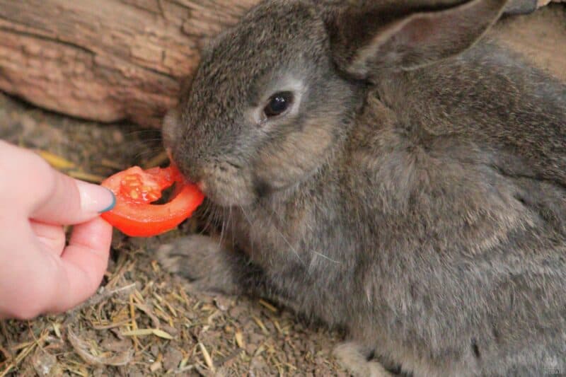 rabbit being fed a tomato slice