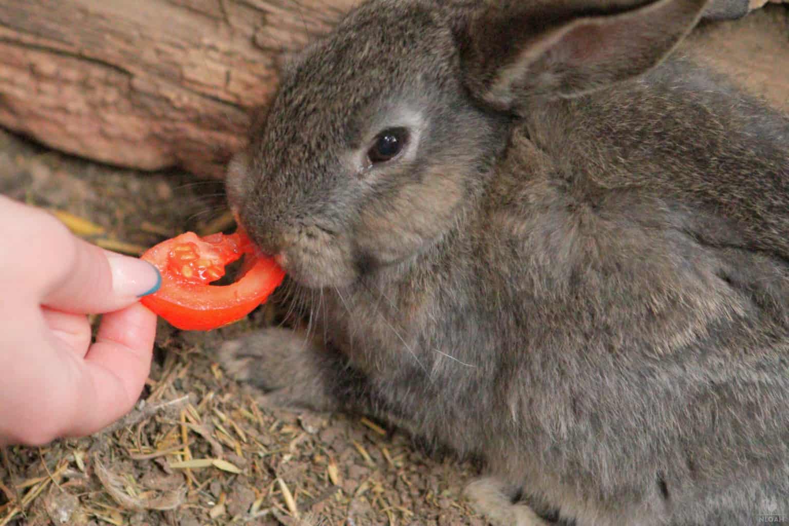 rabbit being fed a tomato slice