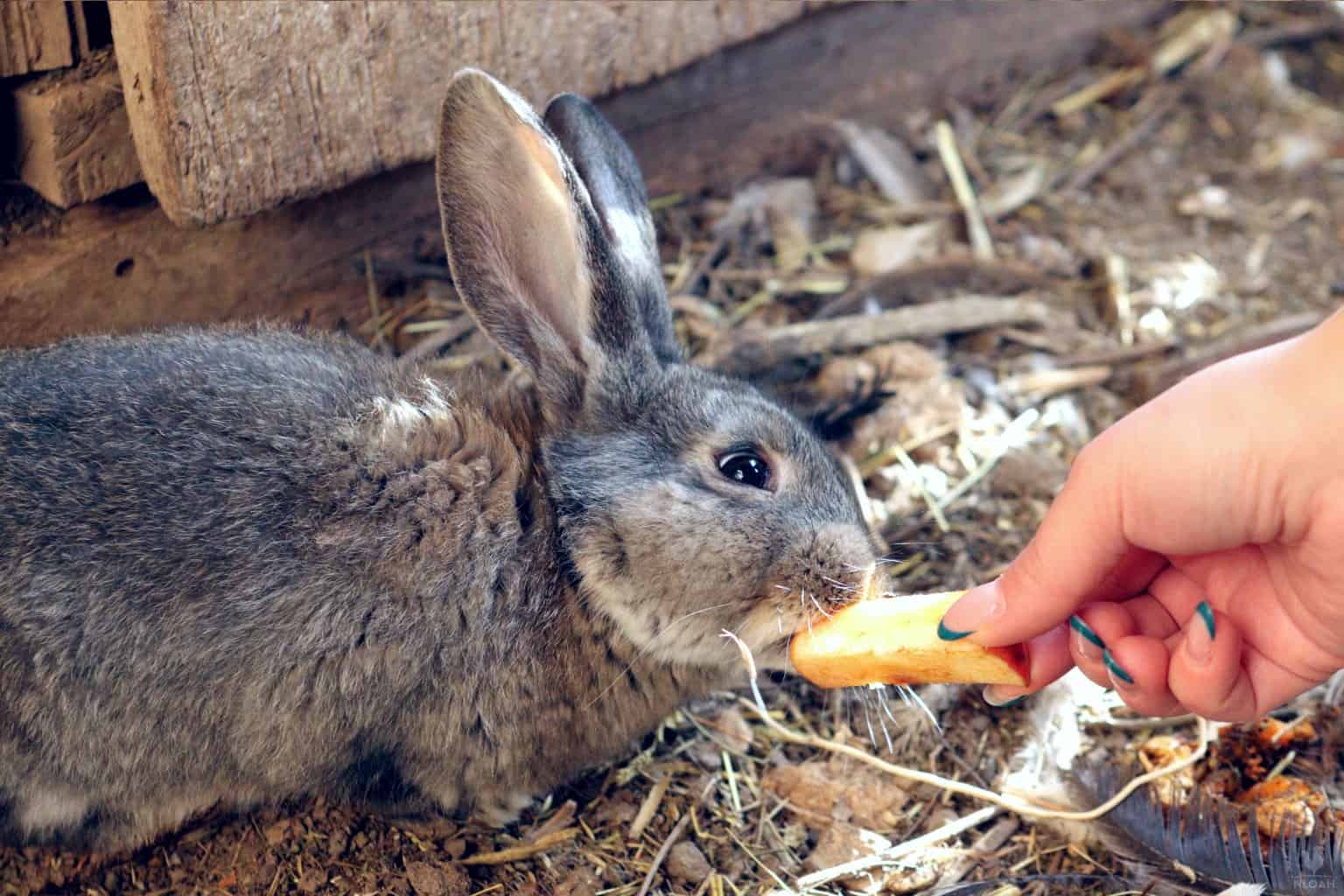 rabbit eating an apple slice